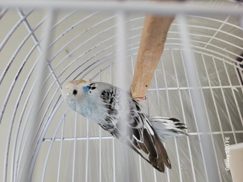 Uygun fiyata jumbo muhabbet kuşu yavruları