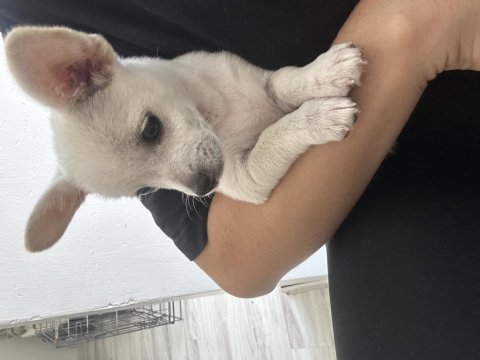 Safkan chihuahua bebeğim