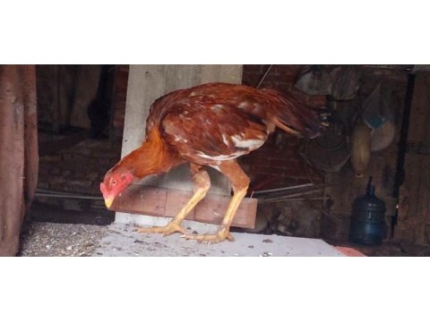 Kendi üretimim kümes hayvanları