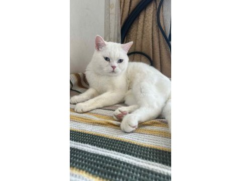 British shorthair yetişkin