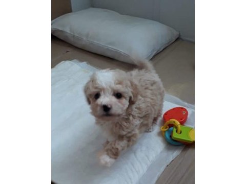 2,5 aylık maltipoo yavru