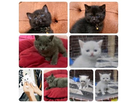 British longhair yavrularımız yeni yuvasını arıyor