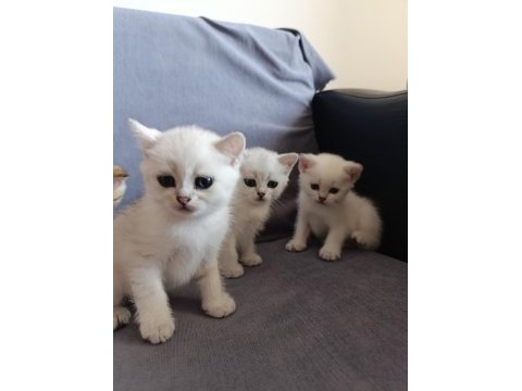 British shorthair silver golden bebekler