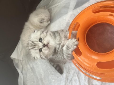 Scottish fold silver bebekler