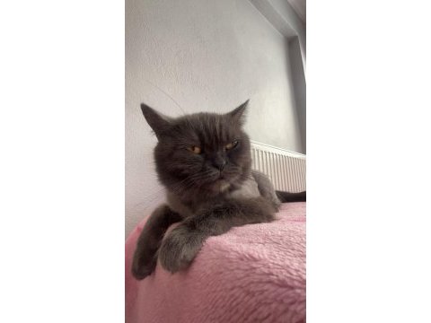 3 yasındaki british shorthair kedimiz sahiplendirilecektir