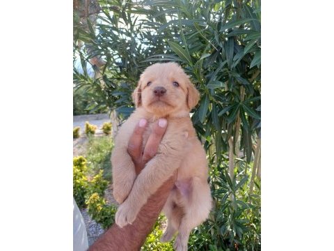 Golden retriever uygun ve güzel