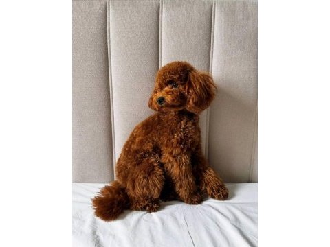 Acil uygun 14 aylık poodle