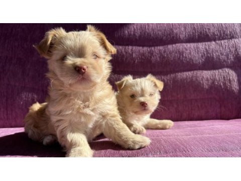 Terrier yavrularımız sahiplendirilecekler