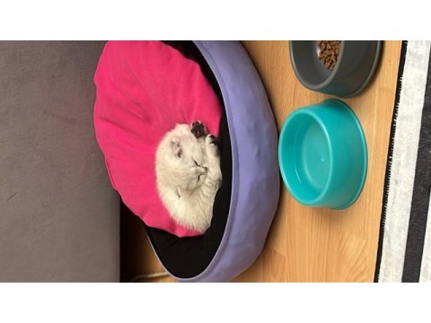 4 aylık dişi scottish fold