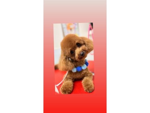 Toy poodle 1 numara erkek