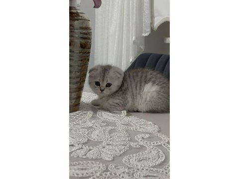 Ailenize yeni bir dost kediniz olsun