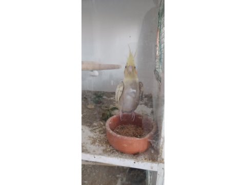 2 yaşında uysal dişi sultan papağanı