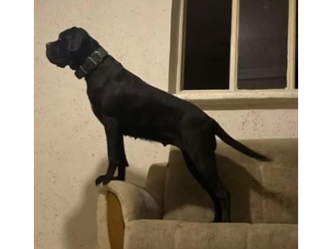 Acil sahiplendirilecek a şecereli cane corso yavrular