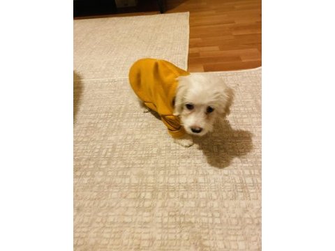 Maltese terrier köpeği