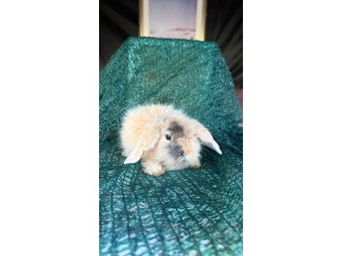 Hollanda lop ve cüce tavşan yavrular