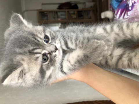 Gri british shorthair yavru kedim