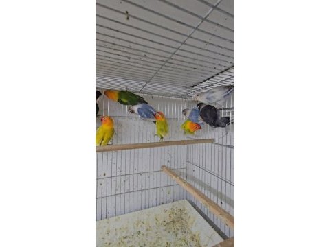 2 aylık yavru bebek cennet papaganlari
