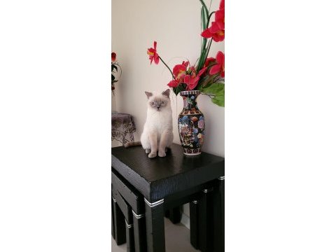 Safkan british blue point dişi erkek 2 kedi