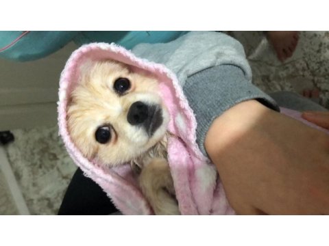 6 aylık spitz yavrumuz yuvasını arıyor