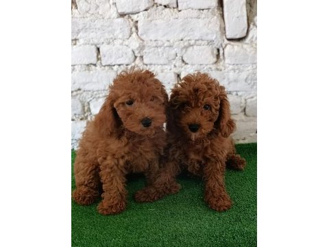 Toy poodle yavrularımız