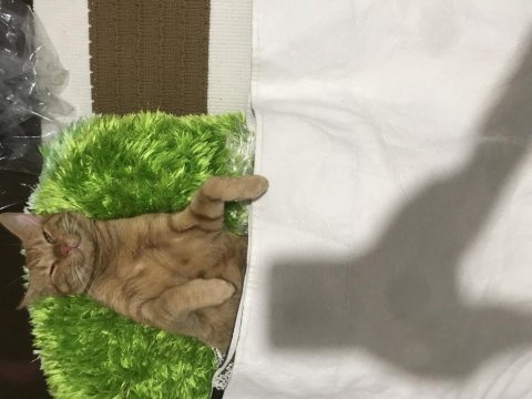 Kısırlaştırılmış erkek kedimize acil yuva arıyoruz sarman