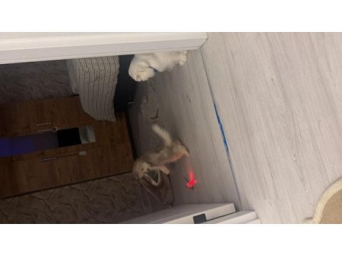 British longhair ay12 blue golden