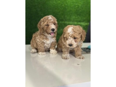 Üst kalite maltipoo