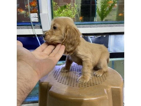 Cocker bebeklerimiz