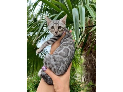 Silver bengal yavruları ( faturalı) 