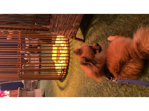 1.5 yaşında erkek pomeranian