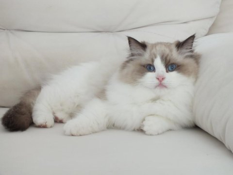 Full şecereli ragdoll yavruları