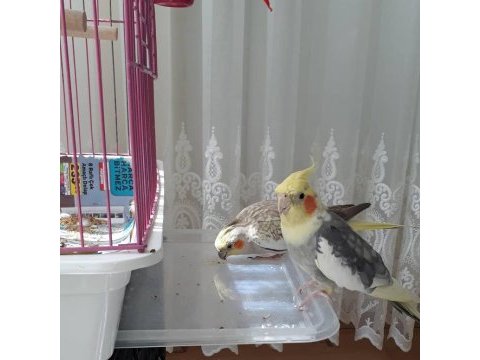 Bakıcı sultan papağanı