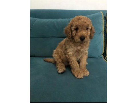 Harika toy poodle
