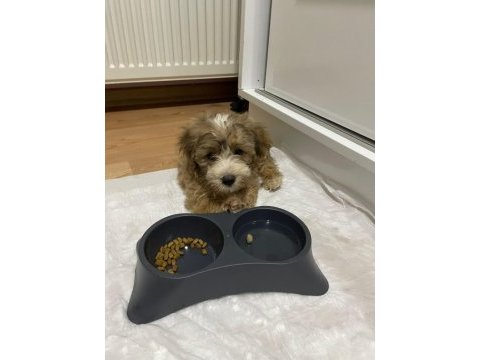 Morkie yavrumuzu sahiplendiriyoruz