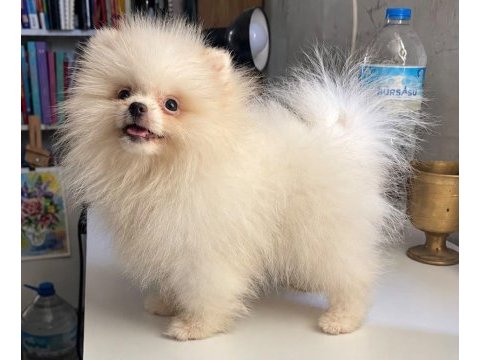 Orijinal pomeranian boo dişi yavru