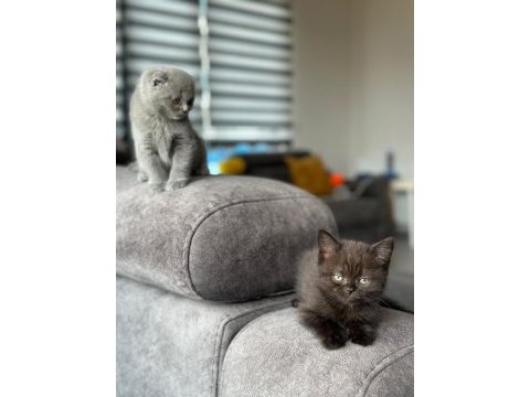 2 erkek 3 dişi 2.5 aylık scottish fold yavrular