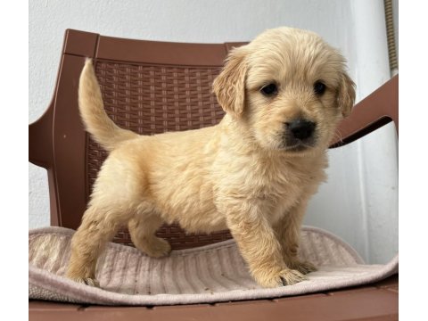 A kalite golden retriever yavruları