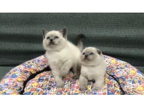 Türkiyenin en güzel british shorthair bebekleri