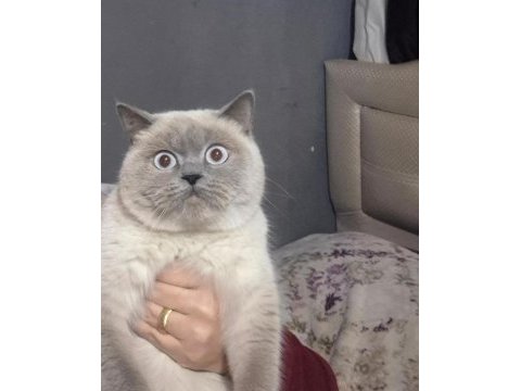 British shorthair prenses