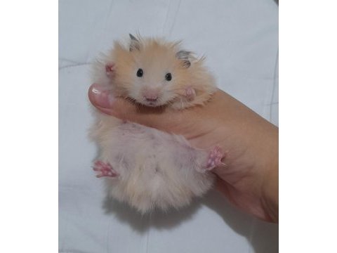 Safkan teddy bear hamster yavruları
