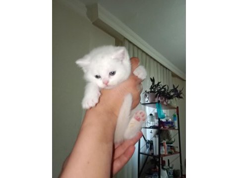 Beyaz british shorthair yavrularım yeni yuvasını arıyor