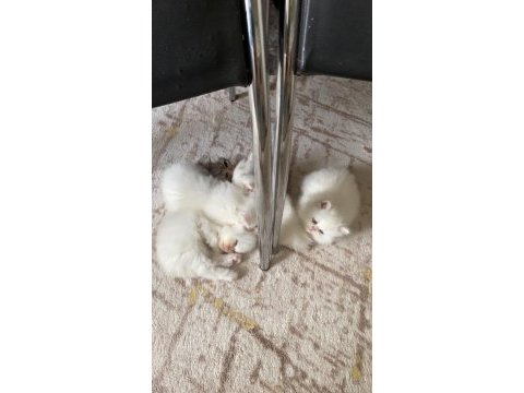 2 aylık yavru iran kedisi sahiplendirilecektir