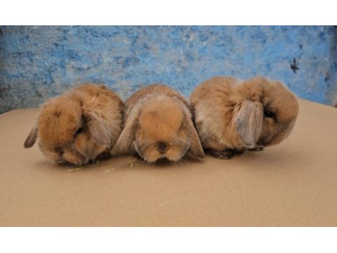 Mini lop tavşan bebeklerimiz