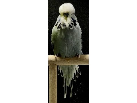 Vasıflı show jumbo muhabbet kuşu