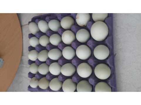 Yumurta ve civciv mavici yeşil yumurta