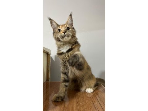 Black tortie isabella maine coon