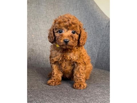 Kıvır kıvır toy poodle yavruları