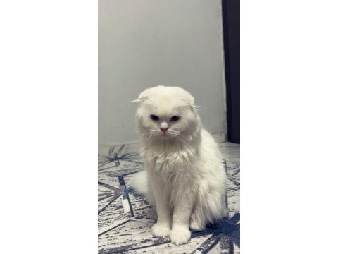 Beyaz prens scottish fold