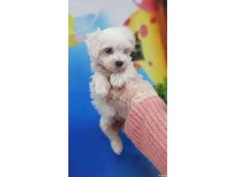 Maltese terrier xs sıfır no,ev doğumlu yumurcaklarım