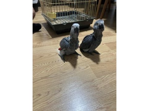 Yeme düşmüş bebek jako